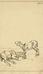 Twee Lammeren